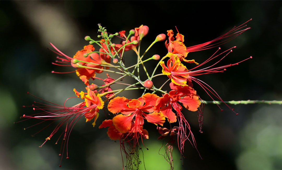 闵行花帮主百科词条创建案例
